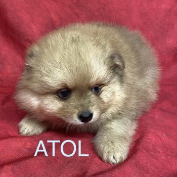 ATOL spitz à réserver Mâle Spitz allemand