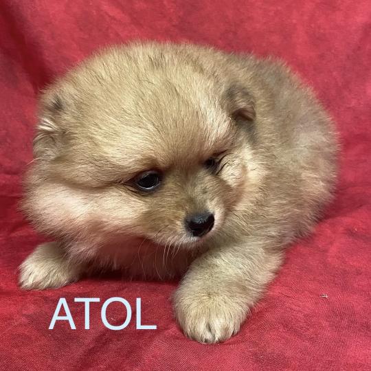 chiot Spitz allemand ATOL spitz à réserver Domaine de la Chantelaie  