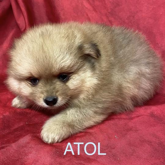 chiot Spitz allemand ATOL spitz à réserver Domaine de la Chantelaie  