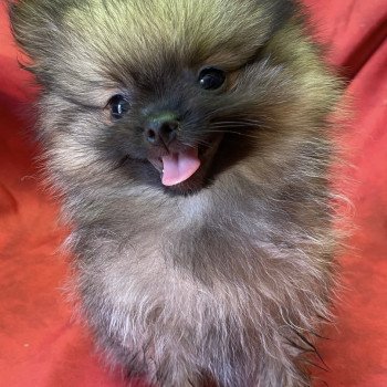 ATOLL spitz nain Mâle Spitz allemand