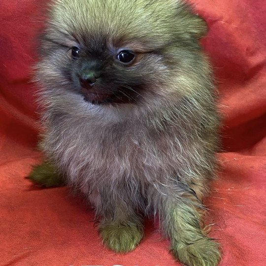 chiot Spitz allemand ATOLL spitz nain Domaine de la Chantelaie  