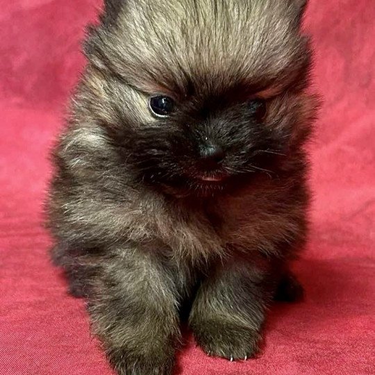 chiot Spitz allemand ATOLL spitz nain Domaine de la Chantelaie  