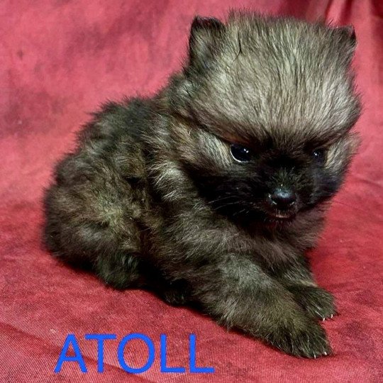 chiot Spitz allemand ATOLL spitz nain Domaine de la Chantelaie  