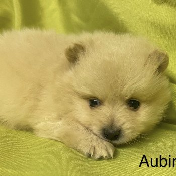 AUBIN spitz à réserver Mâle Spitz allemand