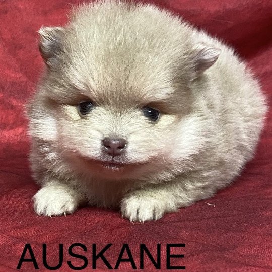 chiot Spitz allemand AUSKANE spitz à réserver Domaine de la Chantelaie  