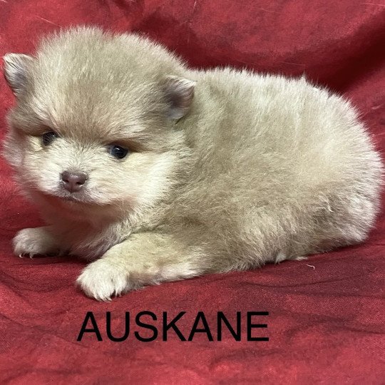 chiot Spitz allemand AUSKANE spitz à réserver Domaine de la Chantelaie  