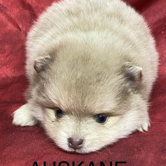 chiot Spitz allemand AUSKANE spitz à réserver Domaine de la Chantelaie  