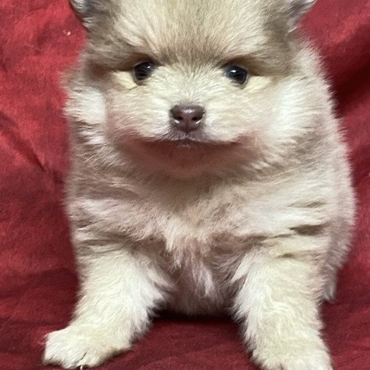 chiot Spitz allemand AUSKANE spitz à réserver Domaine de la Chantelaie  