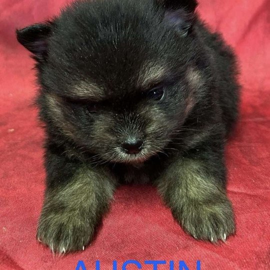 chiot Spitz allemand AUSTIN spitz nain Domaine de la Chantelaie  