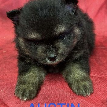 AUSTIN spitz nain Mâle Spitz allemand