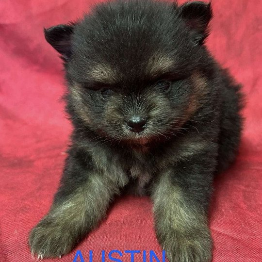 chiot Spitz allemand AUSTIN spitz nain Domaine de la Chantelaie  