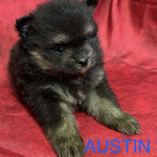 chiot Spitz allemand AUSTIN spitz nain Domaine de la Chantelaie  