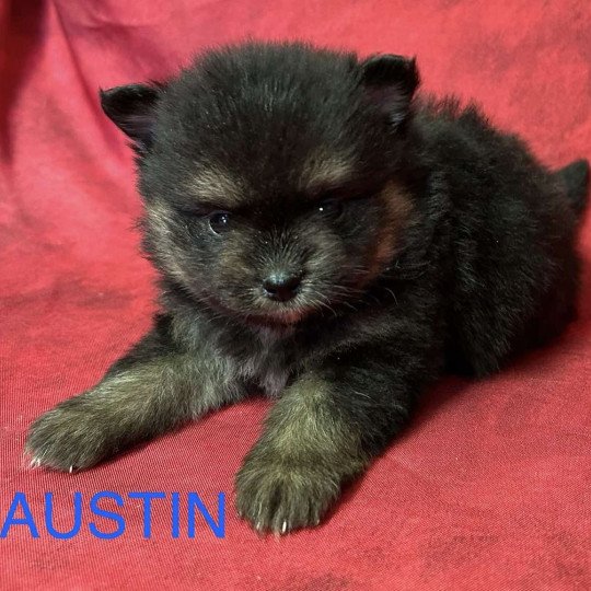 chiot Spitz allemand AUSTIN spitz nain Domaine de la Chantelaie  