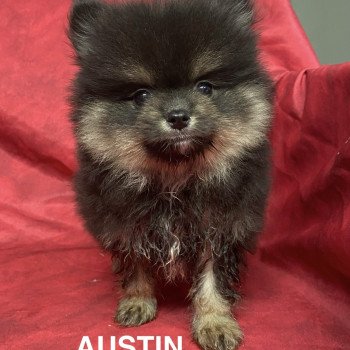 AUSTIN spitz nain Mâle Spitz allemand