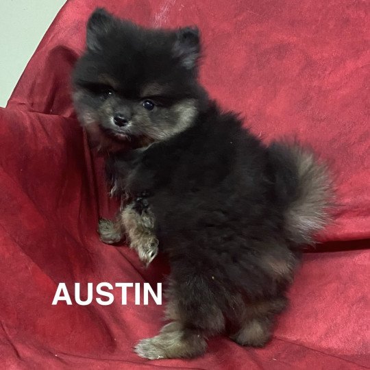 chiot Spitz allemand AUSTIN spitz nain Domaine de la Chantelaie  