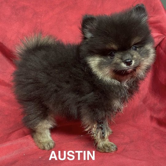 chiot Spitz allemand AUSTIN spitz nain Domaine de la Chantelaie  