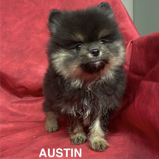 chiot Spitz allemand AUSTIN spitz nain Domaine de la Chantelaie  
