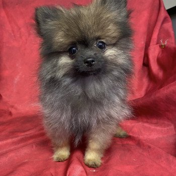 AUSTIN spitz nain Mâle Spitz allemand