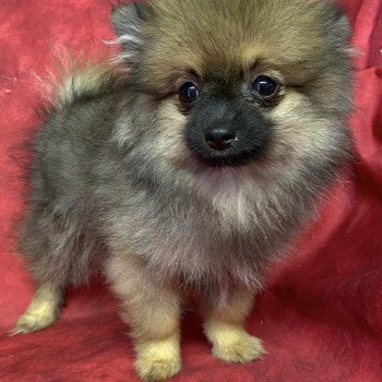 AUXY spitz nain Mâle Spitz allemand