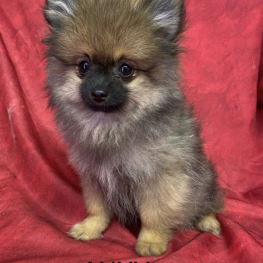 chiot Spitz allemand AUXY spitz nain Domaine de la Chantelaie  