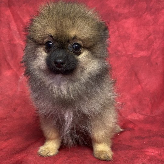 chiot Spitz allemand AUXY spitz nain Domaine de la Chantelaie  