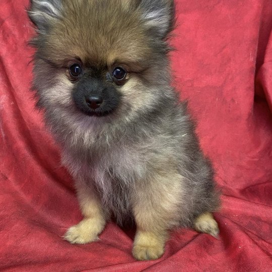 chiot Spitz allemand AUXY spitz nain Domaine de la Chantelaie  