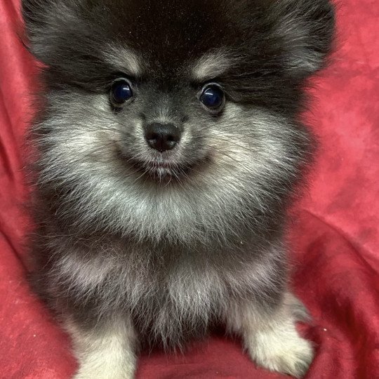 chiot Spitz allemand AVATAR spitz nain Domaine de la Chantelaie  