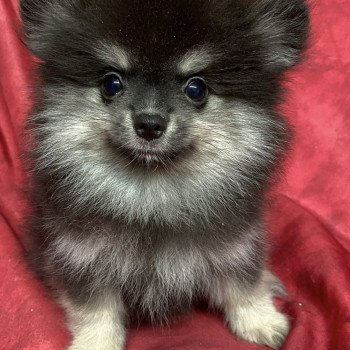 AVATAR spitz nain Mâle Spitz allemand