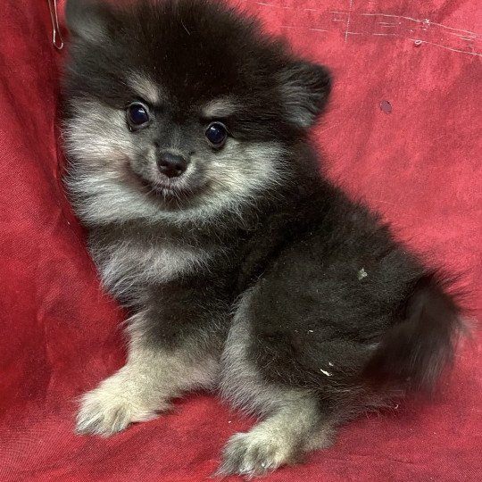 chiot Spitz allemand AVATAR spitz nain Domaine de la Chantelaie  