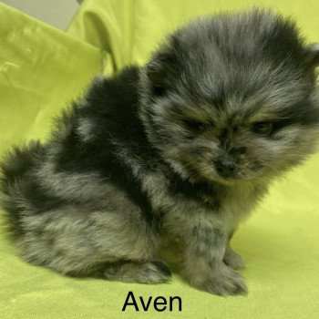 AVEN spiitz à réserver Mâle Spitz allemand