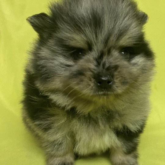 chiot Spitz allemand AVEN spiitz à réserver Domaine de la Chantelaie  