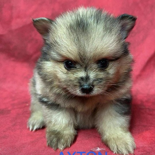 chiot Spitz allemand AXTON spitz nain Domaine de la Chantelaie  