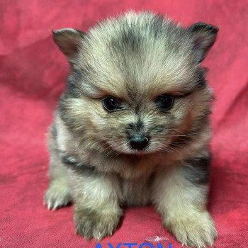AXTON spitz nain Mâle Spitz allemand
