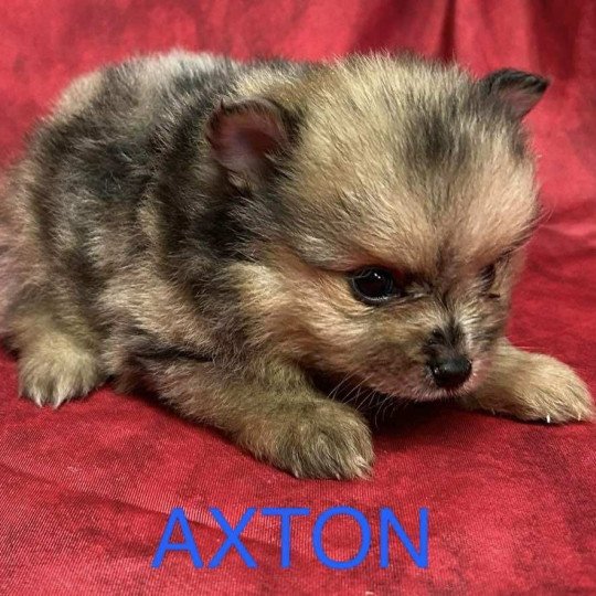 chiot Spitz allemand AXTON spitz nain Domaine de la Chantelaie  