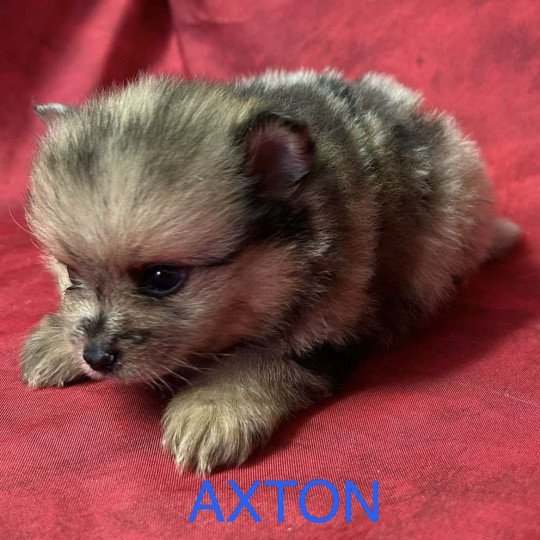 chiot Spitz allemand AXTON spitz nain Domaine de la Chantelaie  
