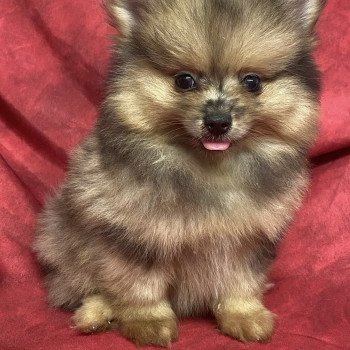 AXTON spitz nain Mâle Spitz allemand