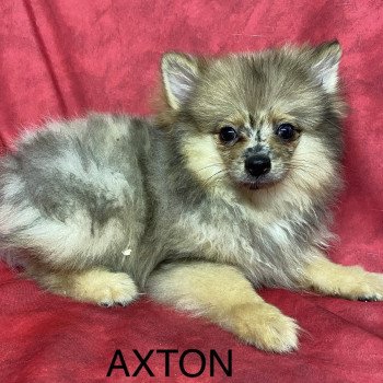 AXTON spitz Mâle Spitz allemand