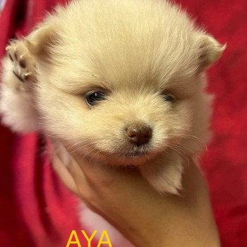 AYA Spitz naine à réserver Femelle Spitz allemand