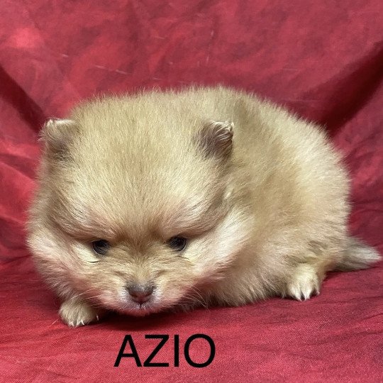 chiot Spitz allemand AZIO spitz à réserver Domaine de la Chantelaie  