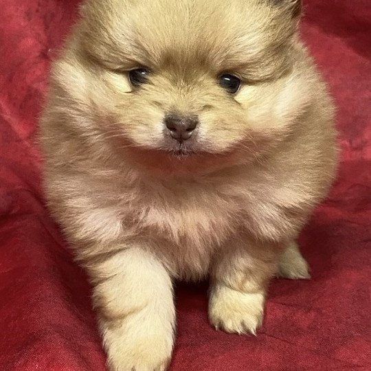 chiot Spitz allemand AZIO spitz à réserver Domaine de la Chantelaie  