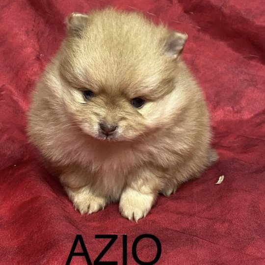 chiot Spitz allemand AZIO spitz à réserver Domaine de la Chantelaie  