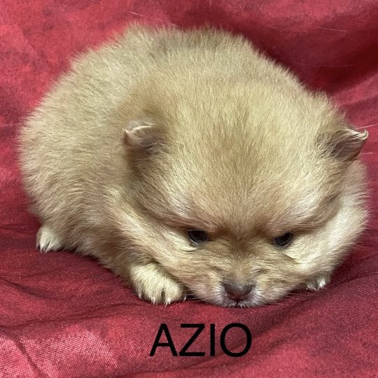 chiot Spitz allemand AZIO spitz à réserver Domaine de la Chantelaie  