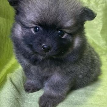 BALTHUS spitz disponible Mâle Spitz allemand