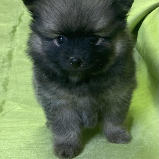 chiot Spitz allemand BALTHUS spitz disponible Domaine de la Chantelaie  