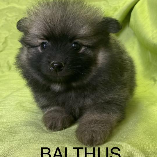 chiot Spitz allemand BALTHUS spitz disponible Domaine de la Chantelaie  