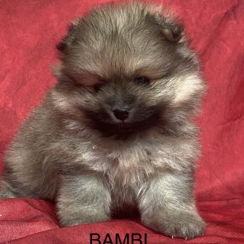 BAMBI spitz à réserver Mâle Spitz allemand