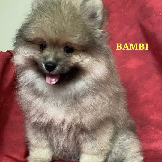 chiot Spitz allemand BAMBI spitz DISPONIBLE Domaine de la Chantelaie  