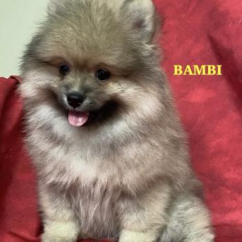 BAMBI spitz DISPONIBLE Mâle Spitz allemand