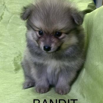 BANDIT spitz disponible Mâle Spitz allemand