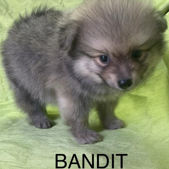 chiot Spitz allemand BANDIT spitz disponible Domaine de la Chantelaie  